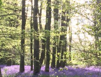 Bluebells in Chalkney Woods